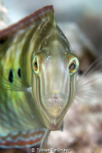 Green Razorfish at Something Special, Bonaire by Tobias Reitmayr 